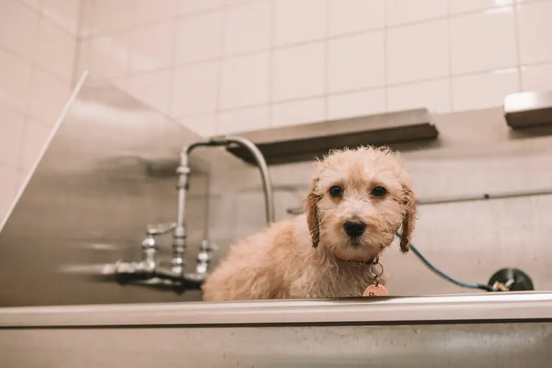 A curly puppy in a steel grooming tub