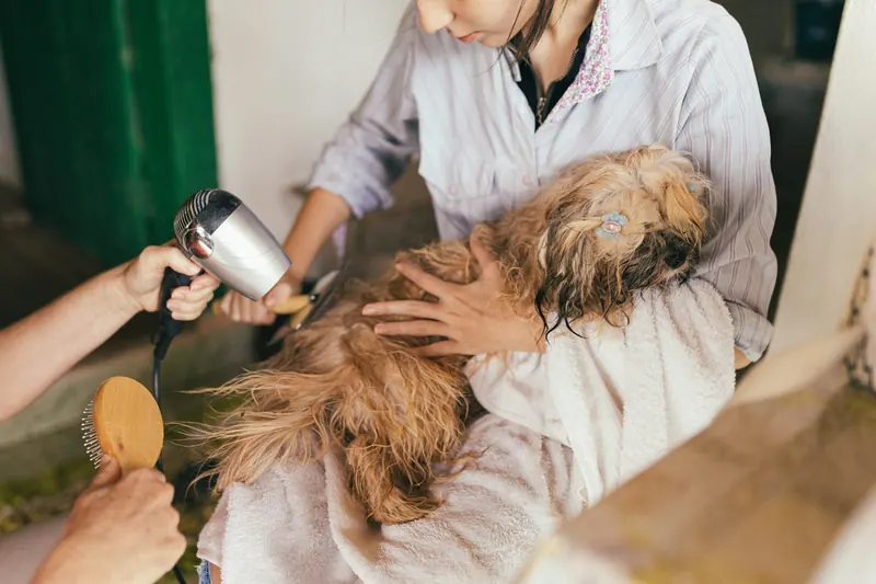 A long-haired dog being blow-dried and brushed