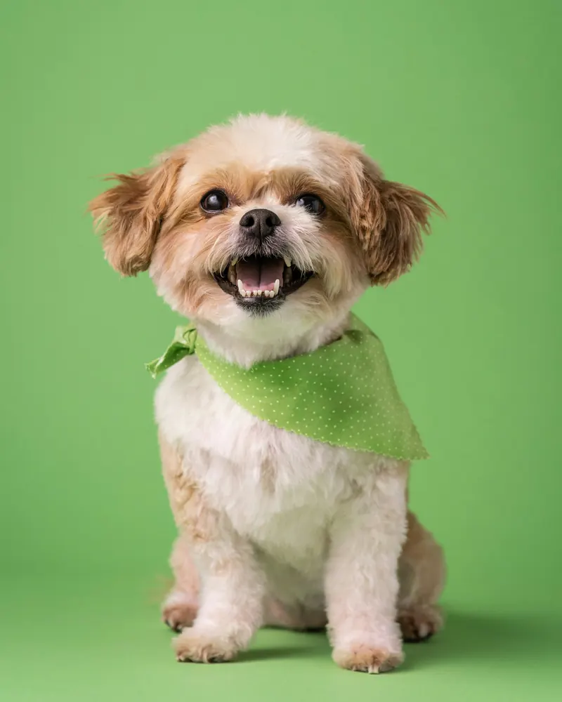 A small fluffy dog in a green bandana