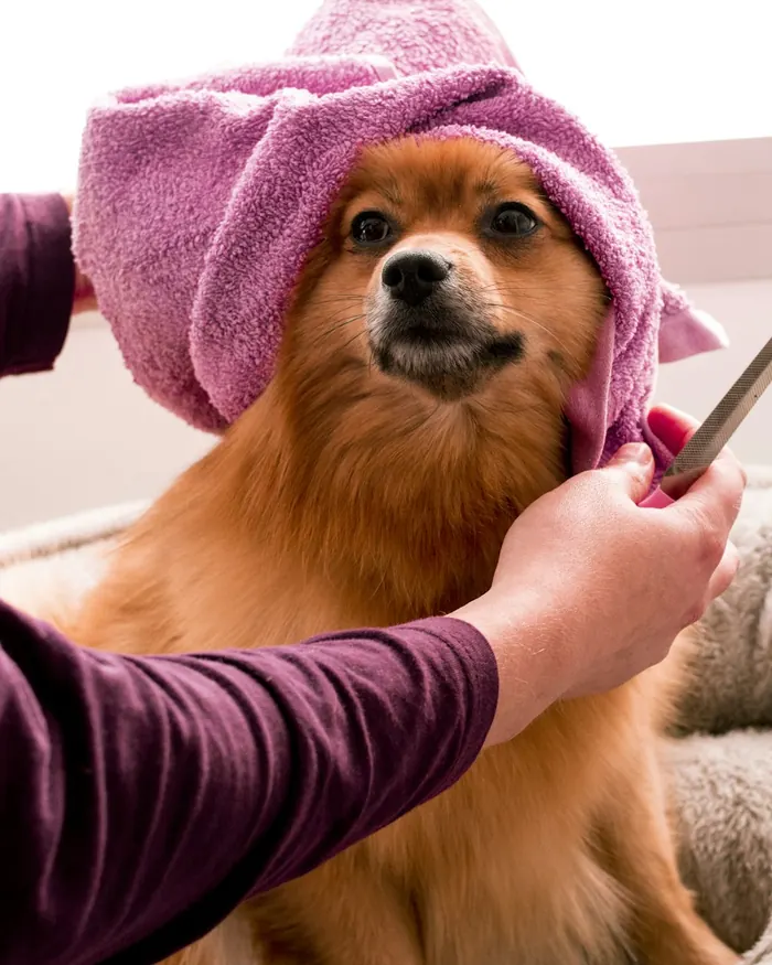 A pomeranian wrapped in a pink towel after a bath