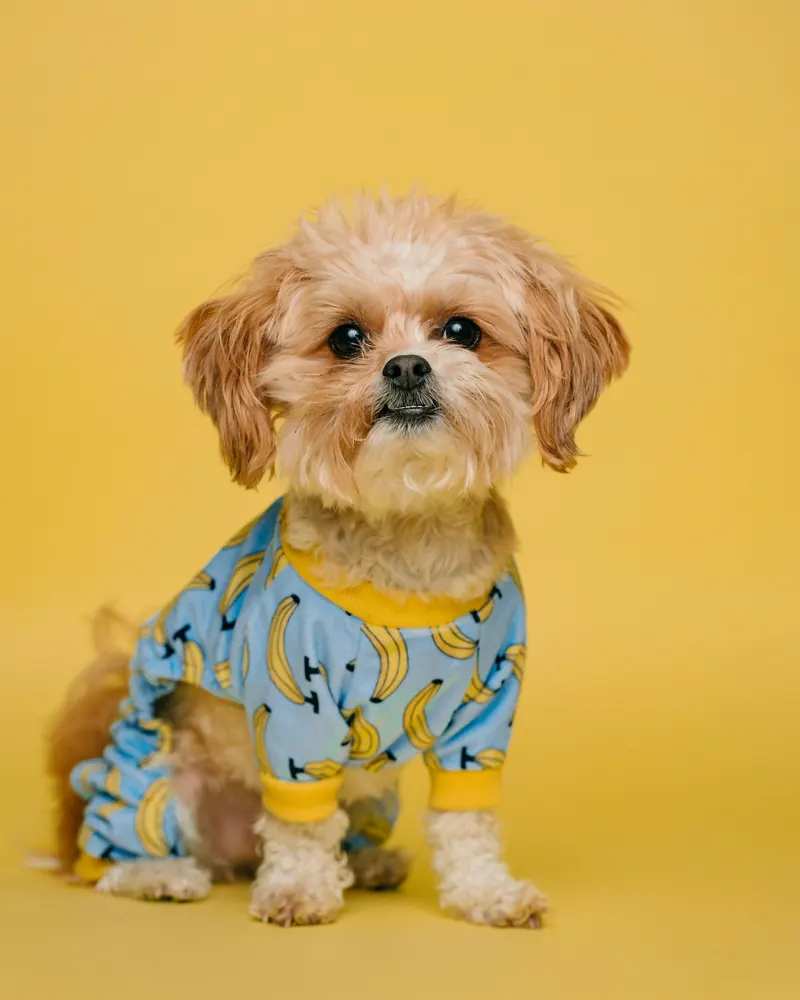 A small dog in banana pajamas